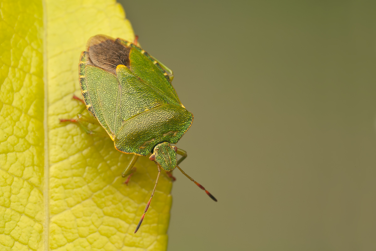 Green Shieldbug